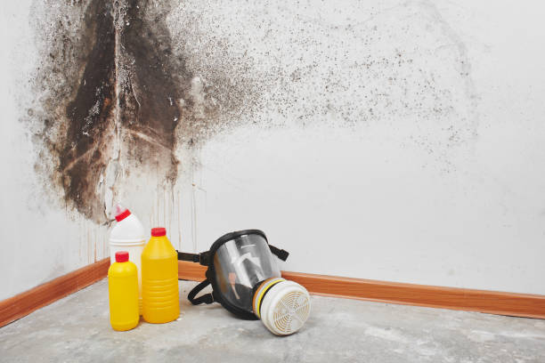 Best Mold Remediation  in Asheville, NC