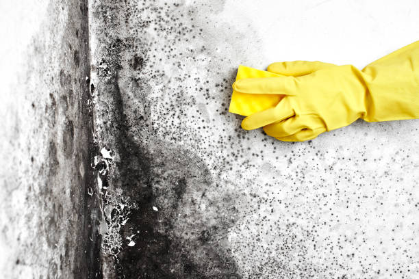 Reliable Asheville, NC Mold Removal Solutions