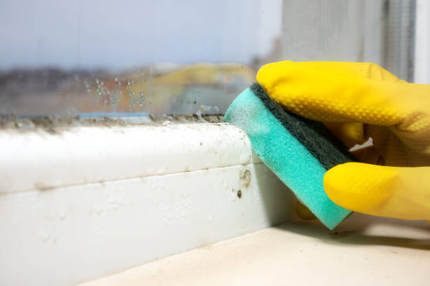 Best Mold Cleaning Services  in Asheville, NC